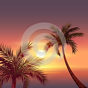 Sunset on tropical island. Black silhouette of palm tree in red sky