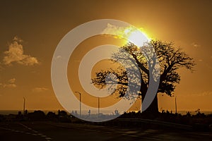 Sunset in the tropical island of Mauritius with African Baobab silhouette.