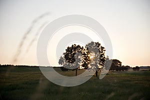 Sunset trough trees in Schalkwijk
