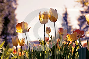 Sunset tulips in the park, yellow and purple