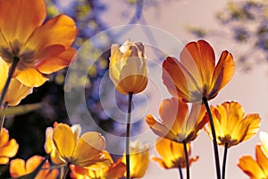 Sunset tulips in the park, yellow and purple