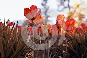 Sunset tulips in the park, yellow and purple