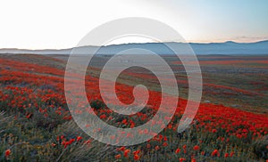 Sunset twilight view of California Golden Poppies during springtime superbloom in the southern California high desert