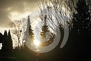 Sunset between two fir trees. Berlin, Germany