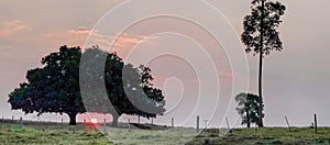 Sunset between two trees in a pasture area