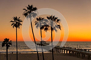 Sunset under palm trees and Manhattan Beach Pier