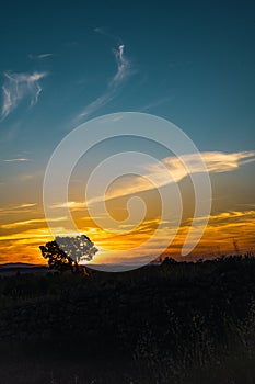 SUNSET WITH A VERY BLUE SKY AND A TREE AS A SINGLE ELEMENT