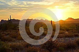 Sunset view of Arizona desert with cacti and mountains