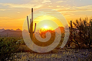 Sunset view of the Arizona desert with cacti