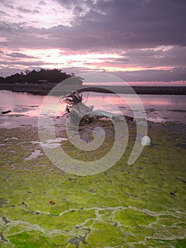 Sunset View on the Beach with Algas and Branch as Foreground