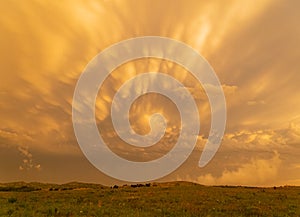 Sunset view of beautiful clouds and many bison walking in Wichita Mountains National Wildlife Refuge