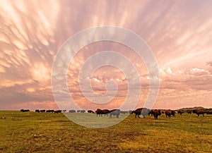 Sunset view of beautiful clouds and many bison walking in Wichita Mountains National Wildlife Refuge