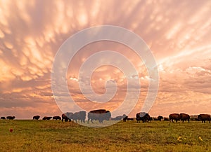 Sunset view of beautiful clouds and many bison walking in Wichita Mountains National Wildlife Refuge