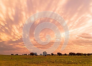 Sunset view of beautiful clouds and many bison walking in Wichita Mountains National Wildlife Refuge