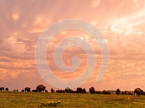 Sunset view of beautiful clouds and many bison walking in Wichita Mountains National Wildlife Refuge