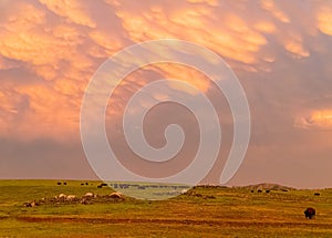 Sunset view of beautiful clouds and many bison walking in Wichita Mountains National Wildlife Refuge