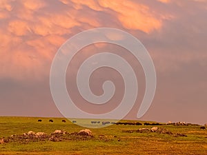 Sunset view of beautiful clouds and many bison walking in Wichita Mountains National Wildlife Refuge