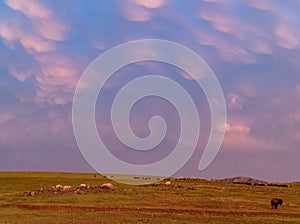 Sunset view of beautiful clouds and many bison walking in Wichita Mountains National Wildlife Refuge