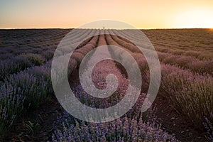 Sunset view with beautiful lavender field