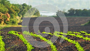 Sunset view of farmland with young green sunflower sprouts