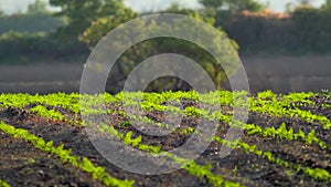 Sunset view of farmland with young green sunflower sprouts