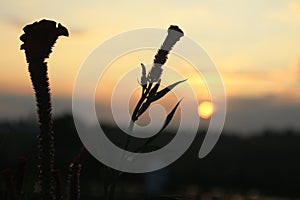 Sunset view in the field. Nature abstract background. photo