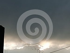 Sunset view and flying birds  sunrays