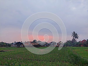 sunset view with grassfields