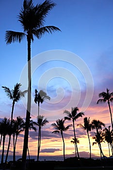 Sunset view of palm trees and ocean in Maui, Hawaii