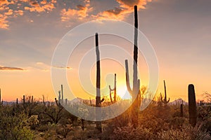 Sunset view of the Saguaro cacti in Sonoran Desert
