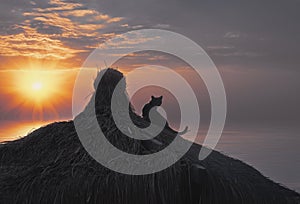 A sunset view and a sillhouette of a cat