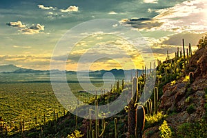 Sunset view of Sonoran desert from Tucson Mountain Park, Tucson AZ photo