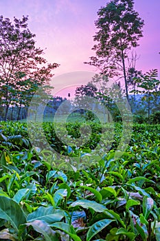 Sunset view of a tea Camellia sinensis plantation, Rweteera, Fort Portal, Uganda photo