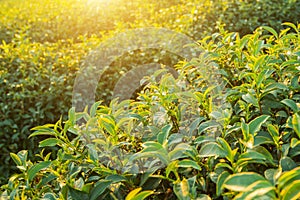 Sunset view of tea plantation landscape at Chiang rai, Thailand.