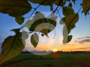 Sunset view through a tree