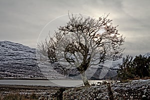 Sunset view of a tree at Scotland