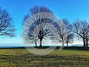 Sunset view of a Tree in winter near lake.