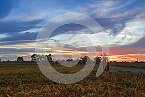Sunset view of vineyard in the evening in Coonawarra winery region during Autumn in South Australia.