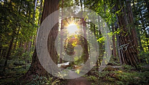 Sunset Views in the Redwood Forest, Humboldt Redwoods State Park, California