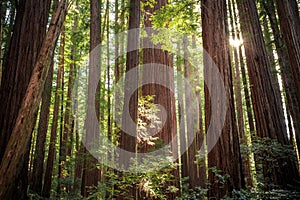 Sunset Views in the Redwood Forest, Humboldt Redwoods State Park, California