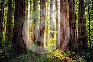 Sunset Views in the Redwood Forest, Humboldt Redwoods State Park, California