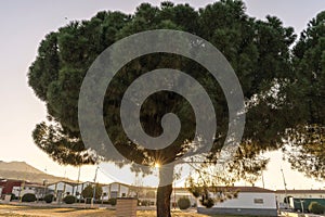 Sunset in the village of Navalvillar de Pelo. A huge pine tree blocks the sun at sunset. Extremadura photo