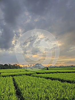 Sunset in the village rice fields