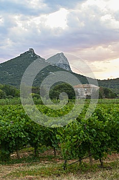 Sunset in a vineyard in France