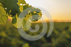 Sunset in the vineyard