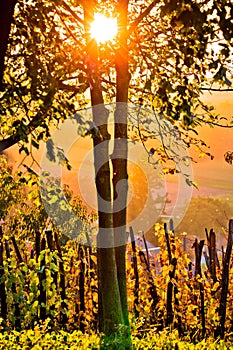 Sunset in vineyard through tree vertical view