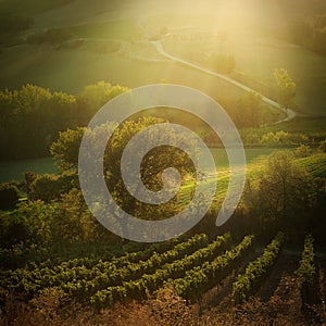 Sunset in a vineyard in Tuscany Italy