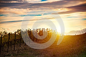 Sunset at vineyard in Tuscany, Italy, in autumn