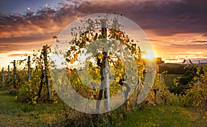 Sunset at vineyard in Tuscany, Italy, in autumn