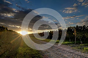 Sunset in vineyards